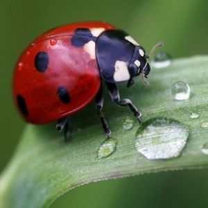 Meet your Posher, Tandy